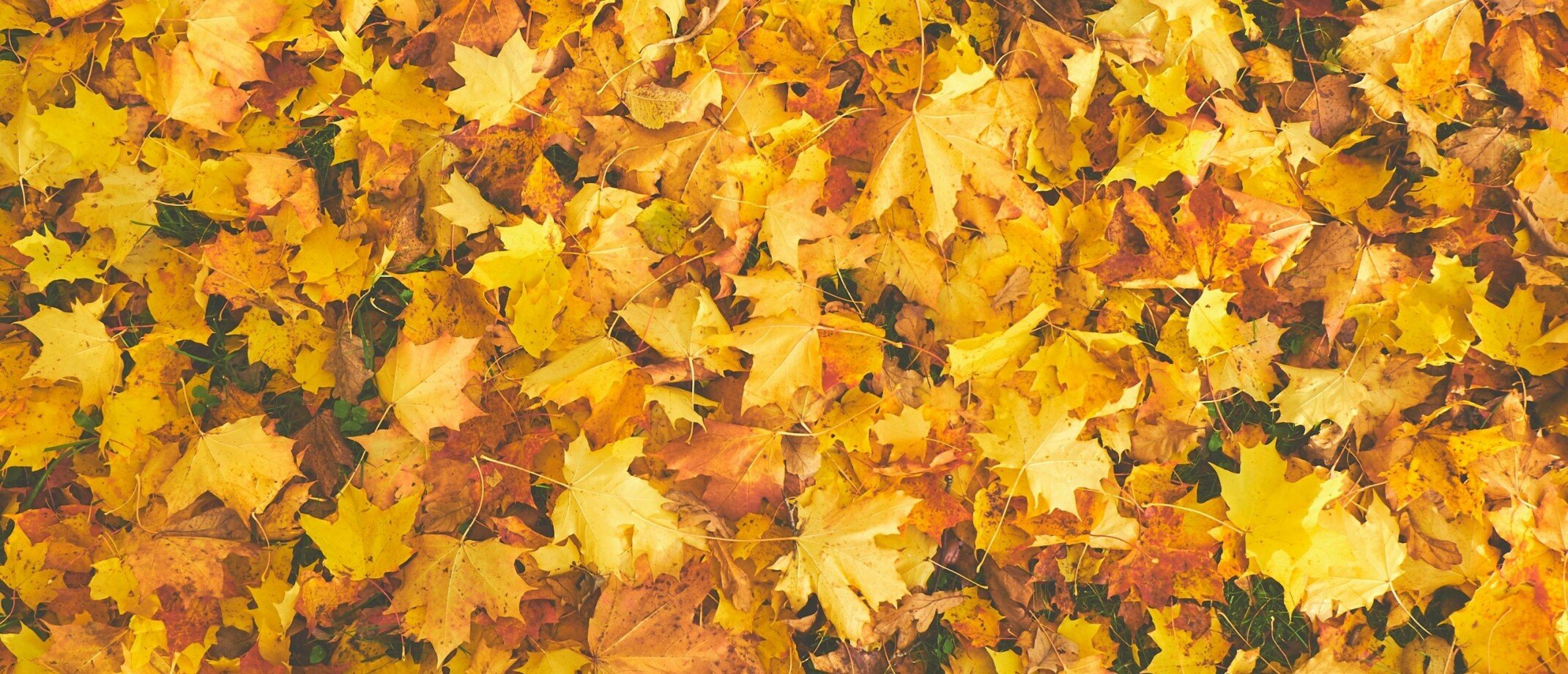 de kracht van nee 2560x1100 2141 920